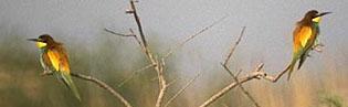 Abelharucos (Merops apiaster)