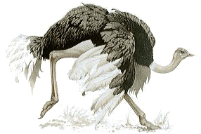 Avestruz (Struthio camelus)