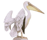 Pelicano (Pelecanus onocrotalus)