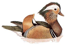 Pato-mandarim (Aix galericulata)