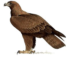 Águia-real (Aquila chrisaëtus)